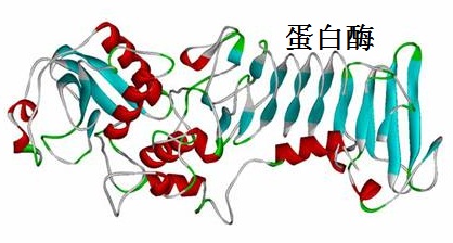 蛋白酶的空间结构